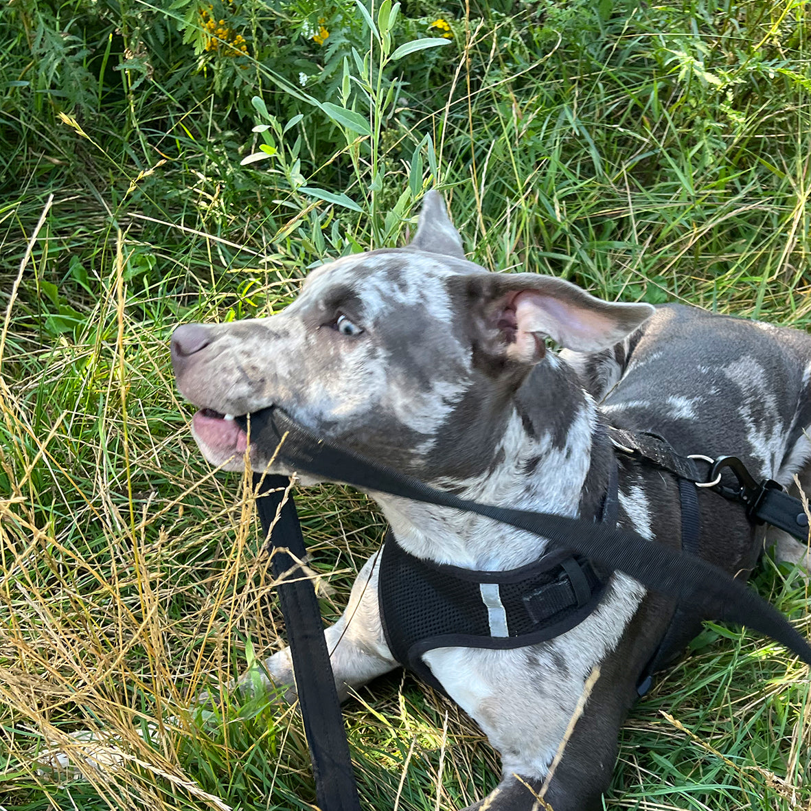 LOCK DOG bissfeste Hundeleine mit Schraubkarabiner