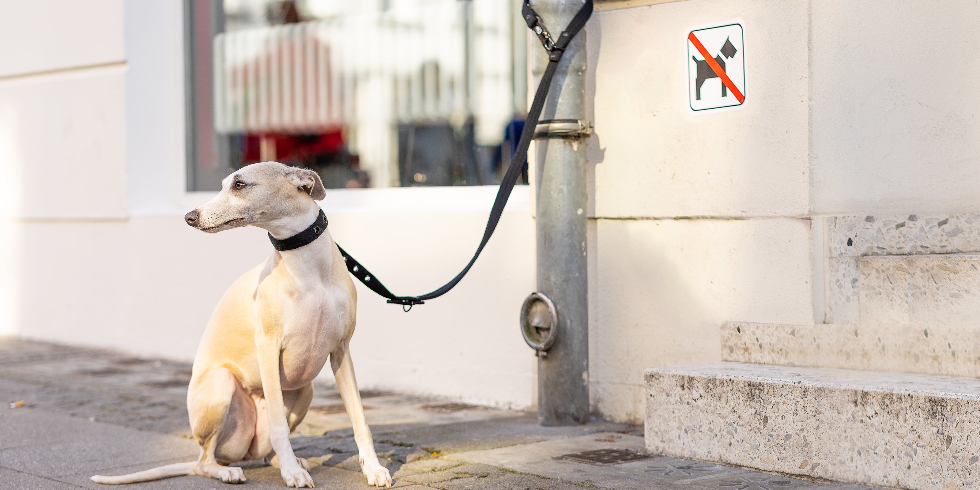 bite and theftproof dogleash